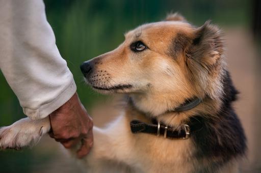 В России предлагают ввести регистрационный учет всех собак