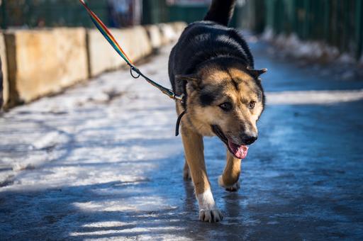 После гибели собаки-поводыря в Новосибирске следователи проводят проверку
