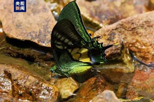 В Китае спасли редкий вид бабочки