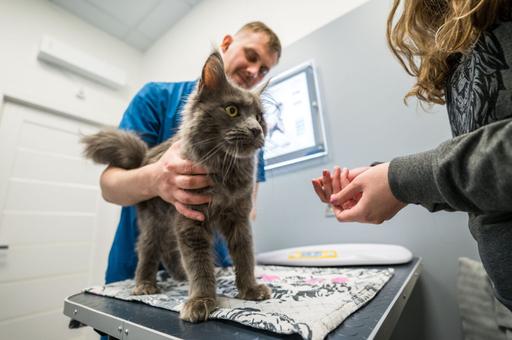Как подготовить кошку к посещению ветеринарной клиники