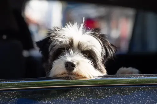 В Госдуме предложили изменить правила перевозки собак и кошек в машине