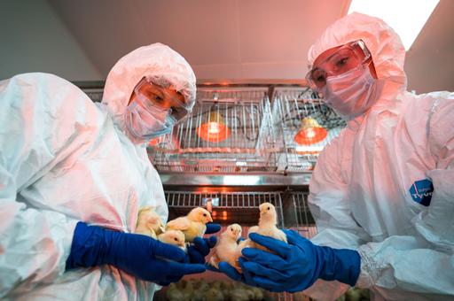 Ученый заявил о неэффективности вакцинации цыплят против низкопатогенного гриппа птиц