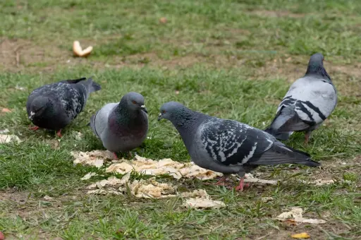 Почему лучше избегать городских голубей