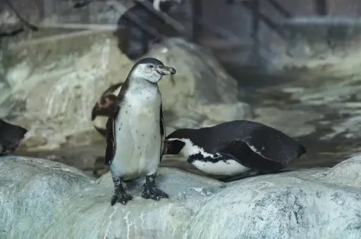 В Антарктиде тысячи птенцов императорских пингвинов погибают из-за снижения уровня морского льда