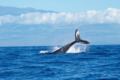 Исландия объявила запрет на китобойный промысел