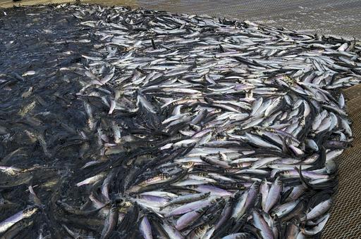 В заливе Сан-Франциско гибнет рыба из-за цветения токсичных водорослей