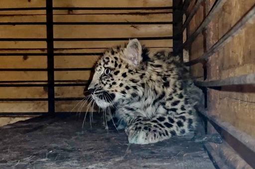 Спасенного котенка дальневосточного леопарда выпустят в дикую природу