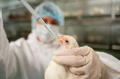 Франция заказывает 80 млн доз вакцины против гриппа птиц