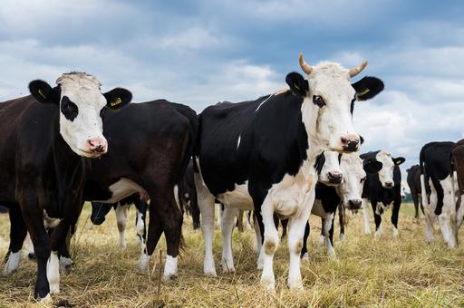 В Дании проблему выбросов хотят решить при помощи налога на животноводство
