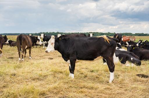 Полмиллиона голов скота погибло в США при пожарах за 2022 год