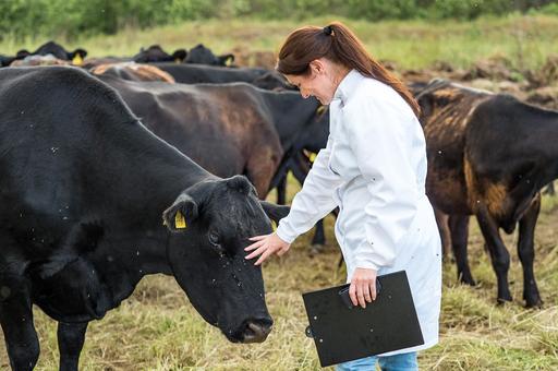 В Великобритании намерены применить искусственный интеллект для раннего диагностирования мастита у коров
