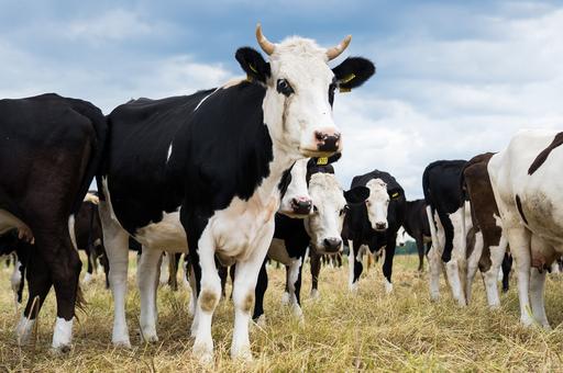 Германия заявила о запрете экспорта племенного скота в страны, не входящие в ЕС