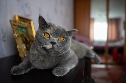 В Москве назвали самые популярные клички кошек