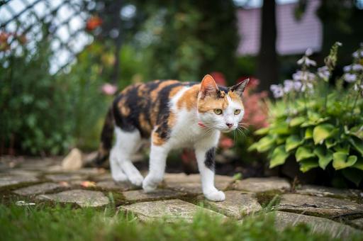 Ветврач предупредила о ядовитых растениях для кошек и собак