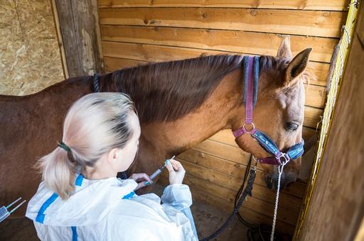 FDA одобрило первый инъекционный препарат для лечения остеоартрита у лошадей
