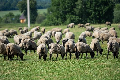 Овцеводам на Дальнем Востоке компенсируют половину затрат на новые фермы