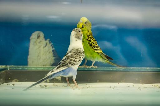 Ветспециалисты предупредили об опасности кнемидокоптоза для декоративных попугаев