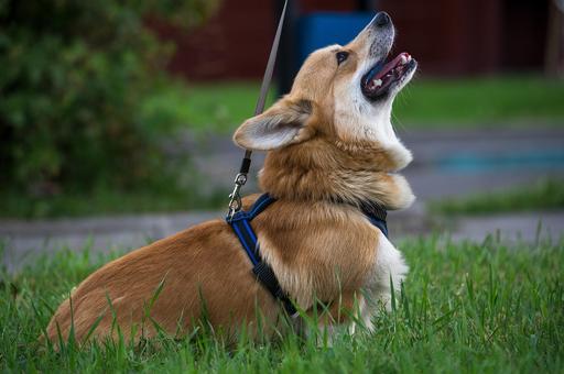 Владельцев собак в Санкт-Петербурге хотят штрафовать за лай питомцев по ночам