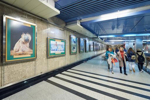 В московском метрополитене открыли фотовыставку «Отечественные породы собак»