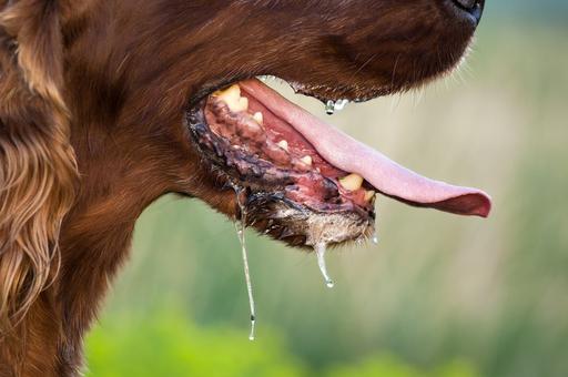 Английские ветврачи предупредили владельцев собак о токсичных сине-зеленых  водорослях | Ветеринария и жизнь