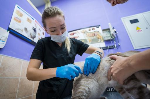 В России против бешенства привили 2,1 млн кошек и собак