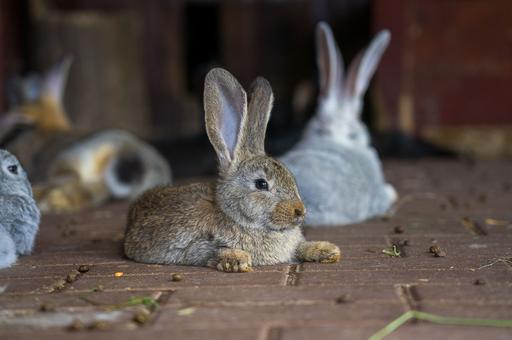 Исследование: иберийские зайцы болеют необычной формой миксоматоза