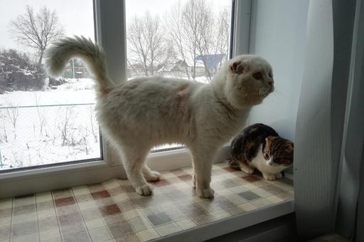 В России участились случаи травмирования кошек из-за приоткрытых окон
