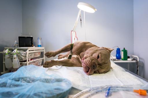 Ученые из Томска провели первую операцию по удалению на реакторе раковой опухоли у собаки