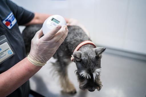 Ветспециалисты отметили рост спроса на чипирование и вакцинацию животных в России