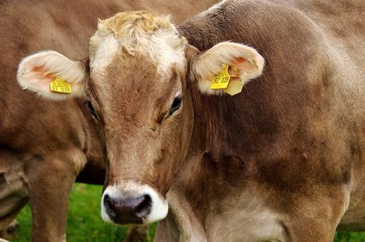 В Австралии от теплового стресса гибнут коровы