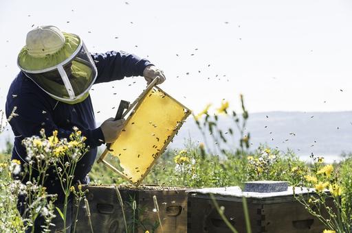 Пчеловодов будут уведомлять о каждом случае применения пестицидов