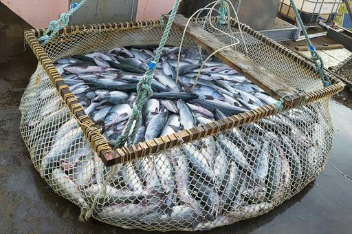Российские рыбаки выловили более 4 млн тонн рыбы и морепродуктов