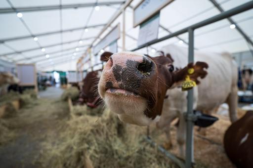 Эксперты ФАО предлагают стратегию кормления скота с сокращением антибиотиков
