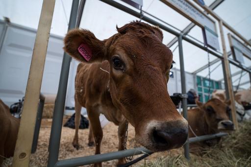 Ученые предлагают снижать уровень метана от коров с помощью фекалий кенгуру