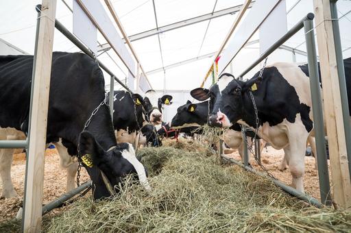 В России планируют открыть 61 молочную ферму в 2024 году