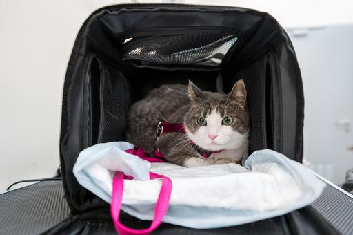 В США одобрили седативный ветпрепарат для перевозки кошек 