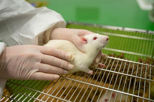 Домашние крысы заразились коронавирусом от своего владельца
