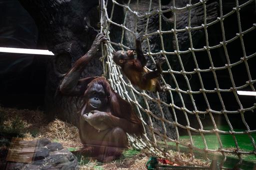 Ученые обеспокоены тяжелыми случаями малярии у орангутанов в Индонезии