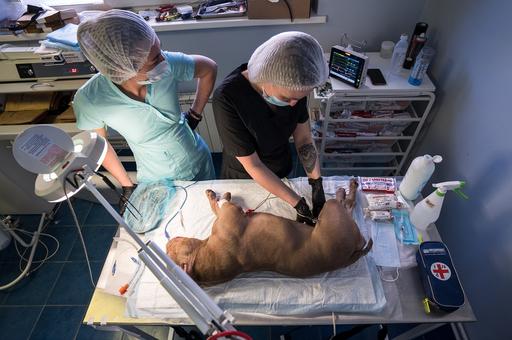 Ветврачи обеспокоены гибелью собак от неизвестного респираторного заболевания