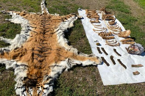 Уголовное дело за незаконную добычу тигров возбудили в Приморском крае