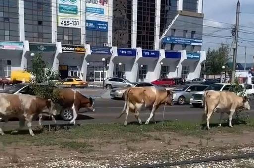 В Улан-Удэ сделают «штрафстоянку» для безнадзорных коров