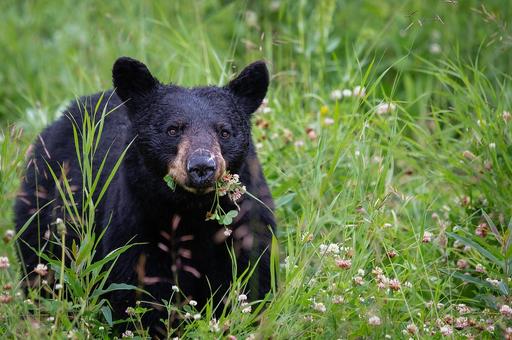 Выявлен второй в мире случай заражения черного медведя гриппом птиц