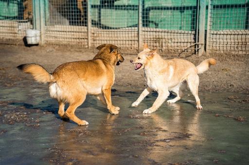 Удмуртия стала десятым российским регионом, где разрешили умерщвлять агрессивных собак