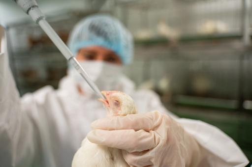Минсельхоз США тестирует вакцины против гриппа птиц