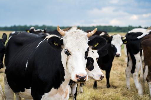 В США молочных коров будут тестировать на грипп птиц при перевозке