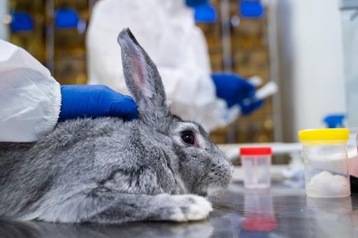 ВНИИЗЖ выпустит первую на рынке РФ вакцину против опасного штамма болезни кроликов