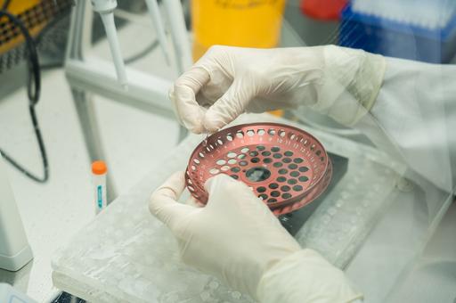 В Подмосковье зарегистрируют центр трансплантации эмбрионов животных
