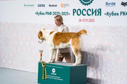 Фоторепортаж: выставка собак всех пород «Россия» собрала более 10 тыс. питомцев