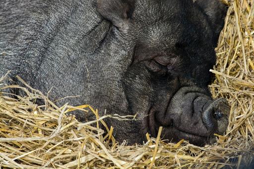 В США впервые провели полное удаление слухового прохода у свиньи
