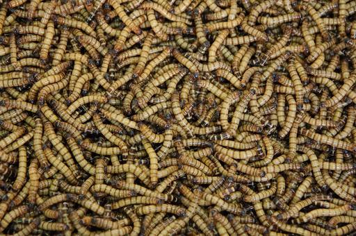 В ЕС одобрили поставки еды из насекомых для людей